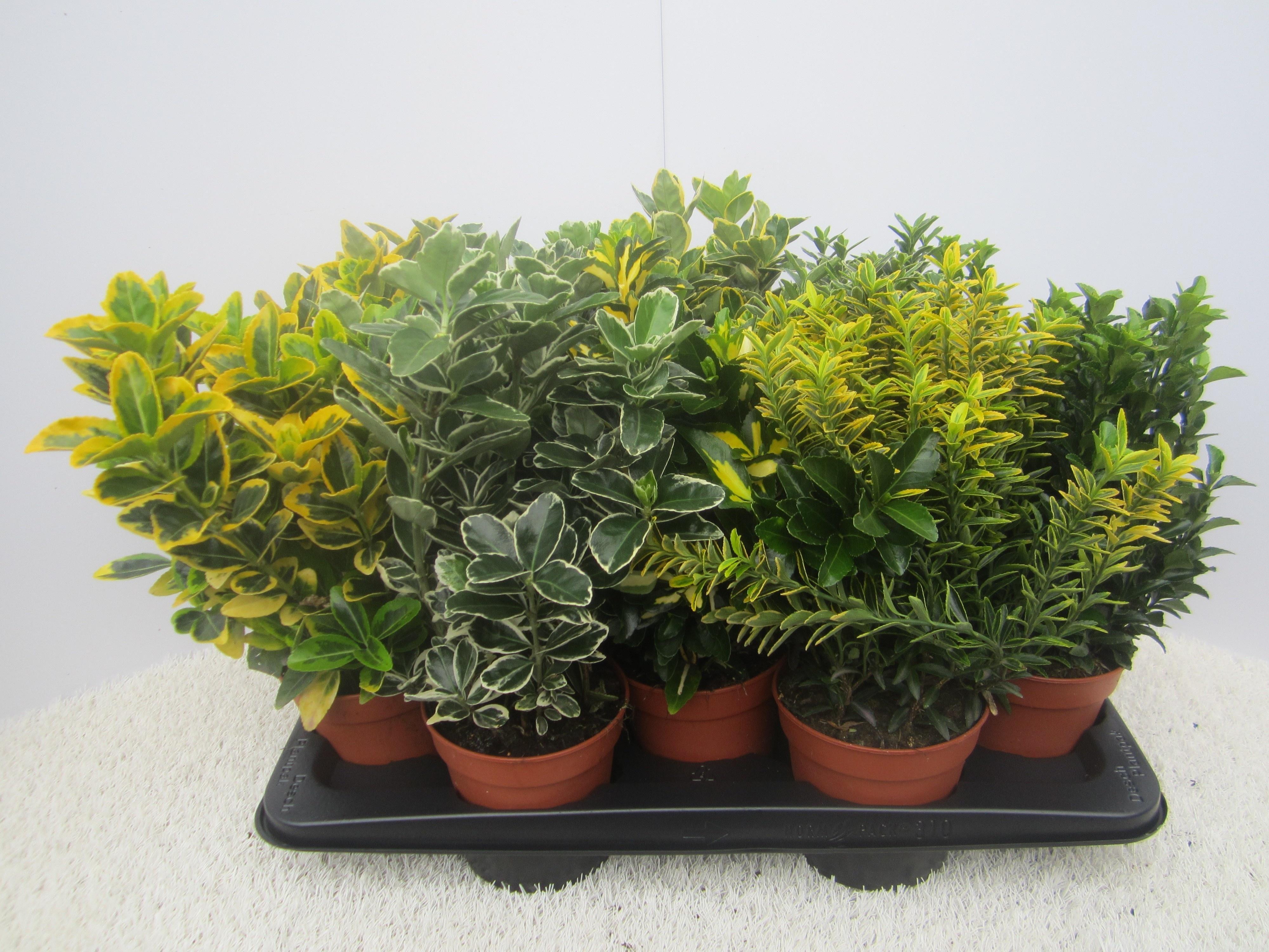 Горшечные цветы и растения оптом Euonymus Jap. Mix от 10шт из Голландии с доставкой по России Горшечные цветы и растения оптом Euonymus Jap. Mix от 10шт из Голландии с доставкой по России