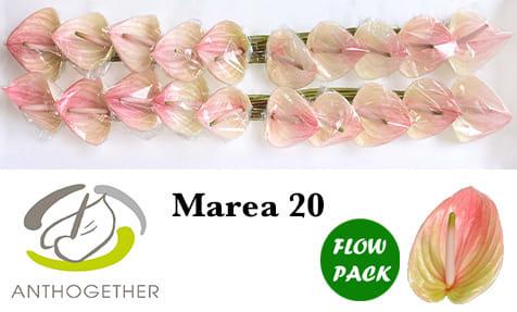 Срезанные цветы оптом Anthurium marea от 20шт из Голландии с доставкой по России