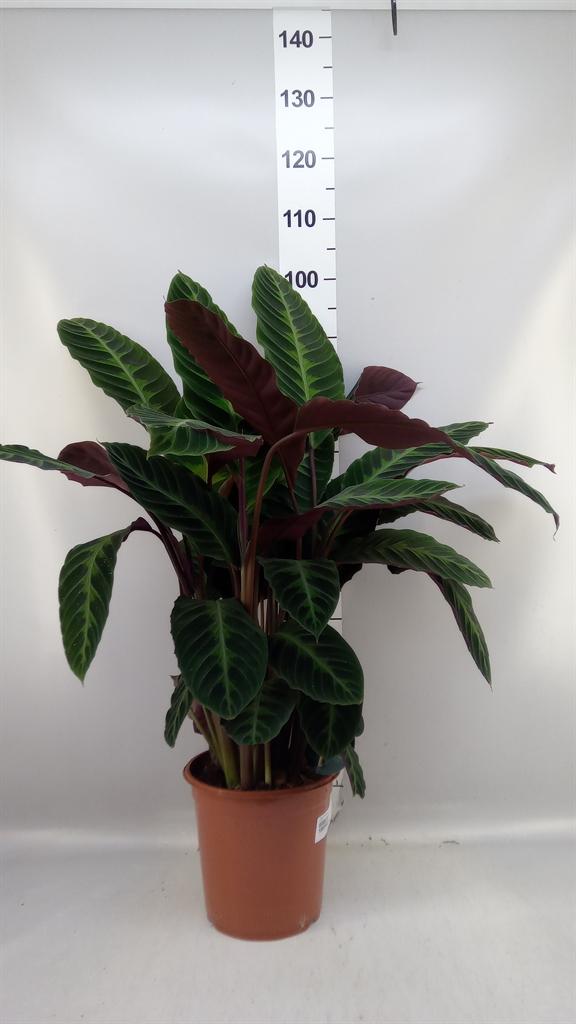 Горшечные цветы и растения оптом Calathea Warscewiczii от 1шт из Голландии с доставкой по России