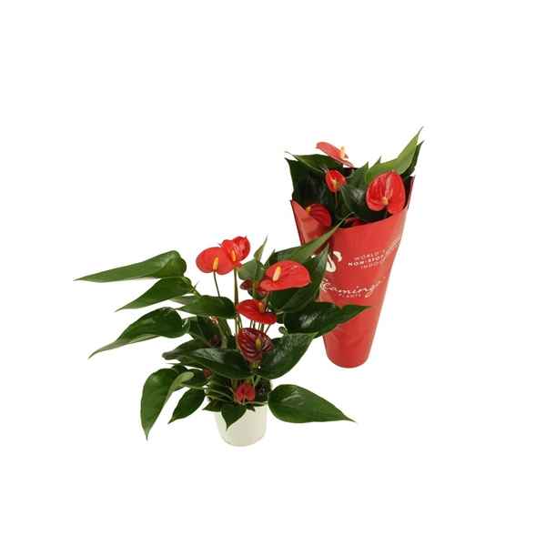 Горшечные цветы и растения оптом Anth An Arisa Red 3+ от 12шт из Голландии с доставкой по России