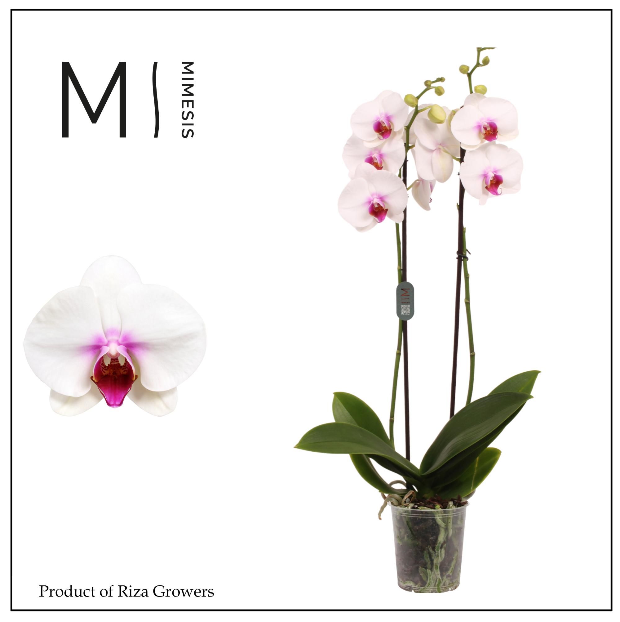Горшечные цветы и растения оптом Phal 2st Scarlion 16+ (orchid Growers) от 10шт из Голландии с доставкой по России