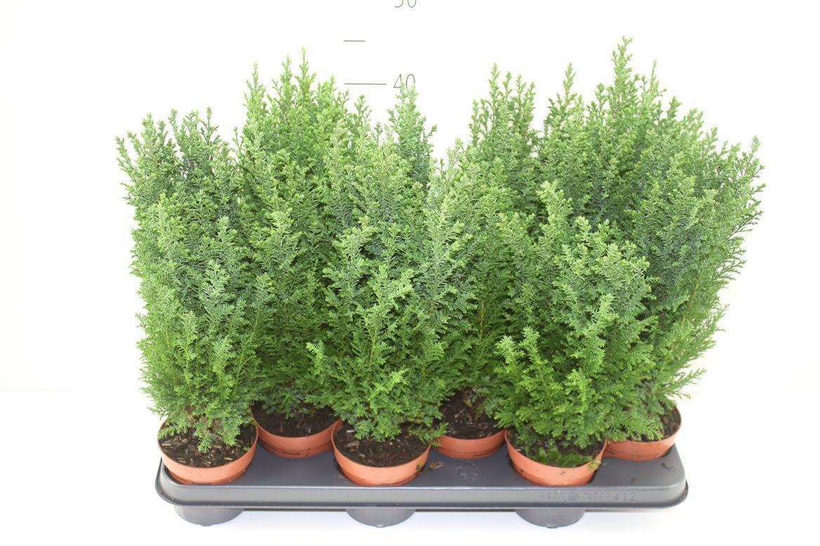 Горшечные цветы и растения оптом Chamaecyparis La Ellwoodii от 12шт из Голландии с доставкой по России