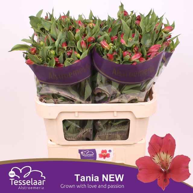 Срезанные цветы оптом Alstroemeria tania от 50шт из Голландии с доставкой по России