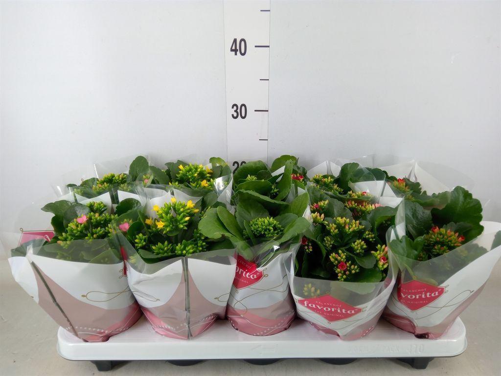 Горшечные цветы и растения оптом Kalanchoe Blos.   ..mix 6 от 10шт из Голландии с доставкой по России