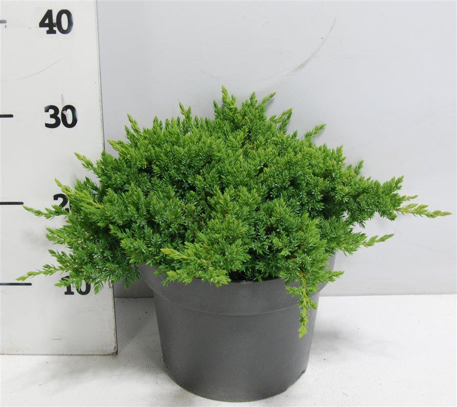 Горшечные цветы и растения оптом Juniperus Proc Nana от 1шт из Голландии с доставкой по России