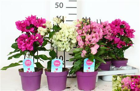 Горшечные цветы и растения оптом Bougainv Mix от 6шт из Голландии с доставкой по России