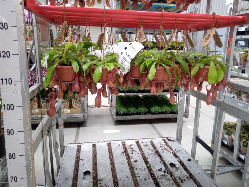 Горшечные цветы и растения оптом Nepenthes Alata от 1шт из Голландии с доставкой по России