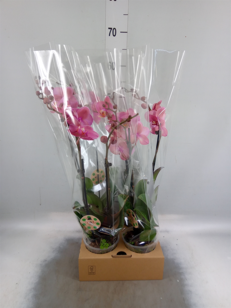 Горшечные цветы и растения оптом Phalaenopsis   ...rose от 4шт из Голландии с доставкой по России