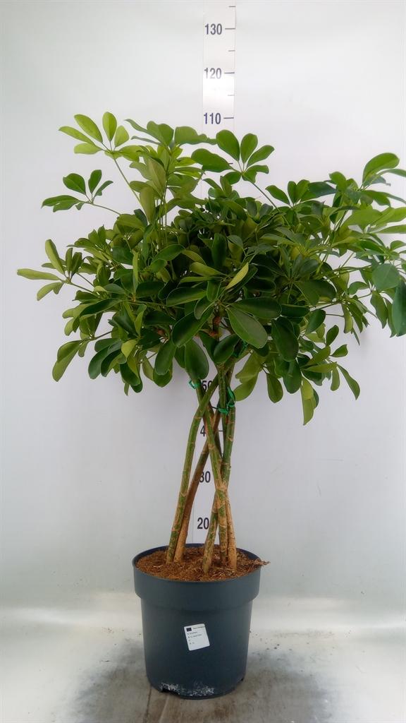 Горшечные цветы и растения оптом Schefflera Compacta Twisted Stem от 1шт из Голландии с доставкой по России