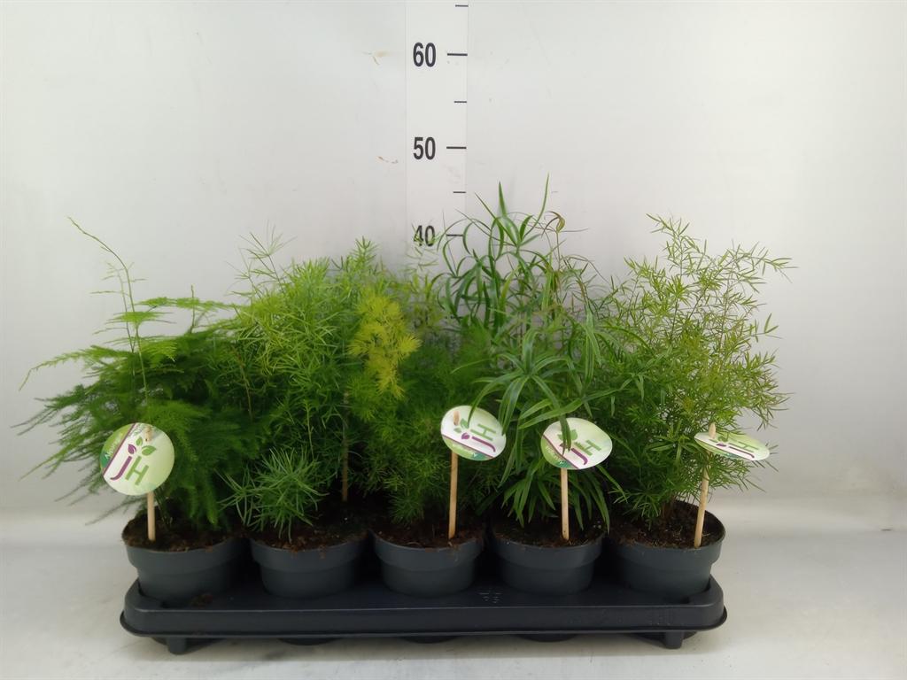 Горшечные цветы и растения оптом Asparagus Mix от 10шт из Голландии с доставкой по России