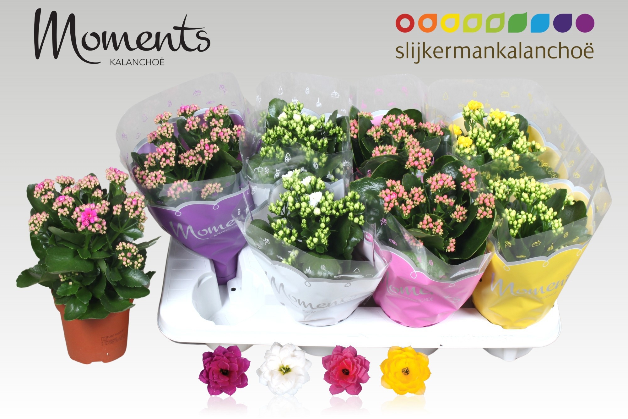 Горшечные цветы и растения оптом Kal Ge Gem 4 Kl от 8шт из Голландии с доставкой по России