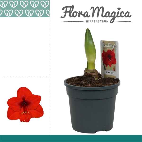 Горшечные цветы и растения оптом Hipp Royal Red 1pp от 8шт из Голландии с доставкой по России