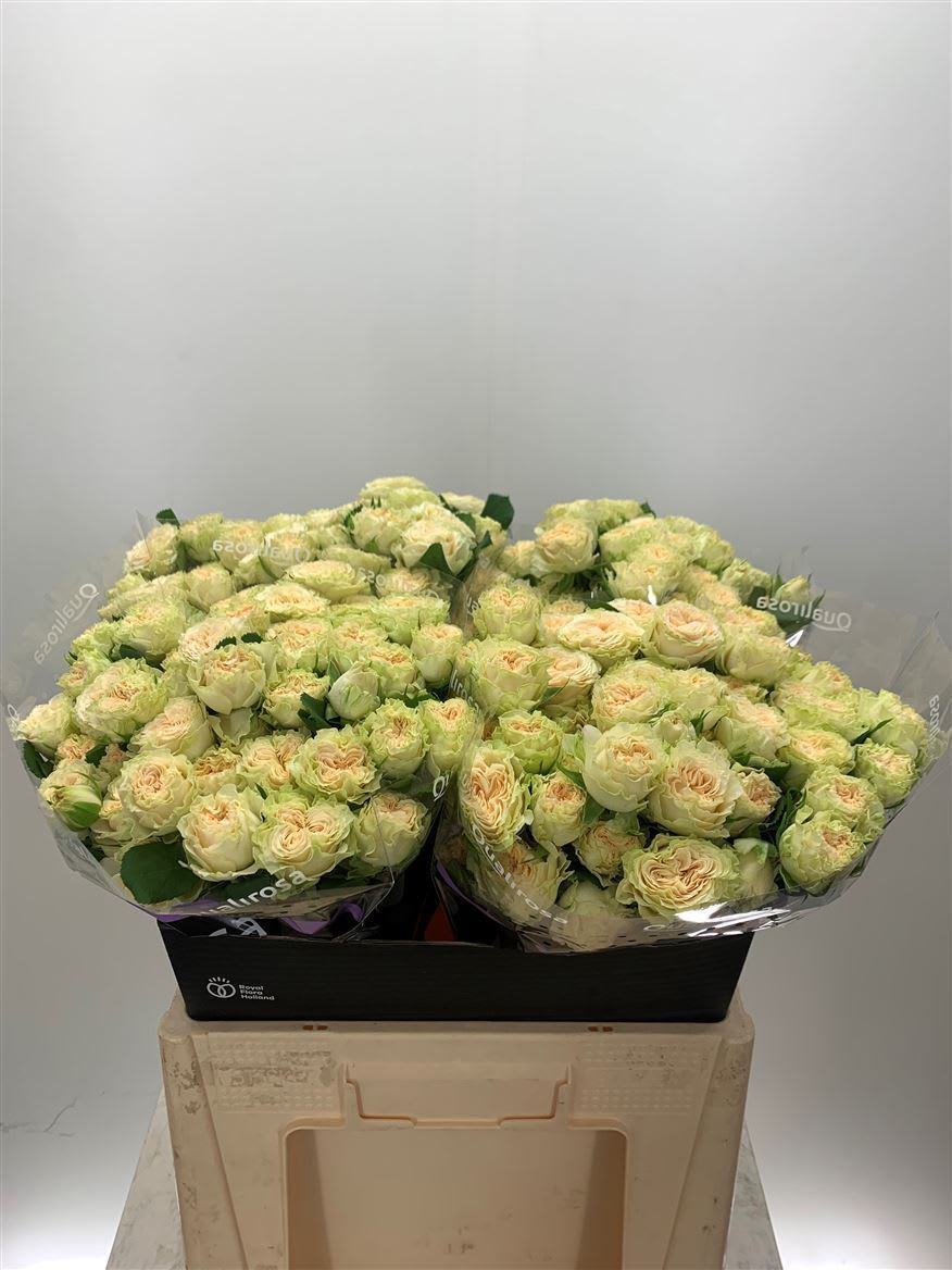 Срезанные цветы оптом Rosa spray summerrose от 120шт из Голландии с доставкой по России