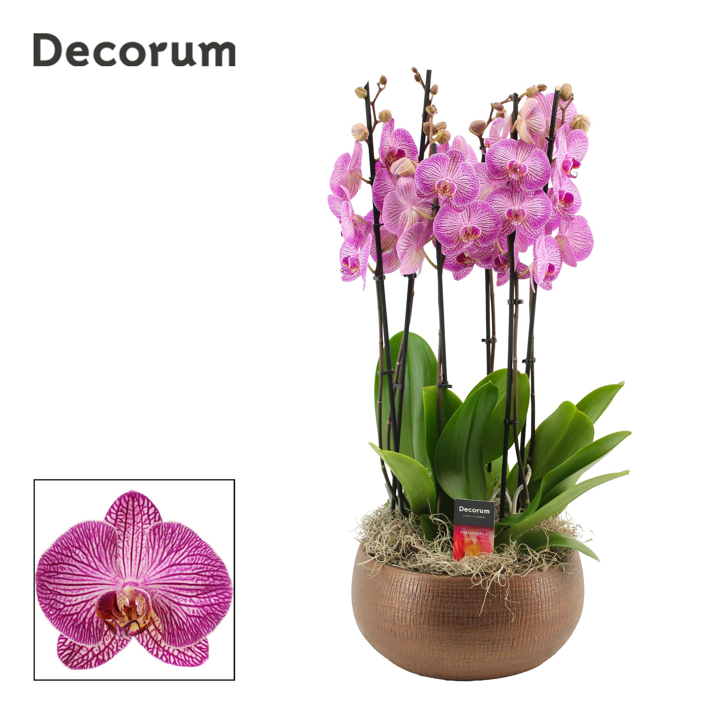 Горшечные цветы и растения оптом Phal Ov Paars от 1шт из Голландии с доставкой по России