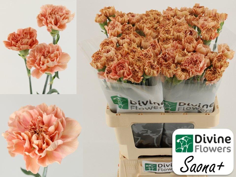 Срезанные цветы оптом Dianthus st saona+ от 80шт из Голландии с доставкой по России