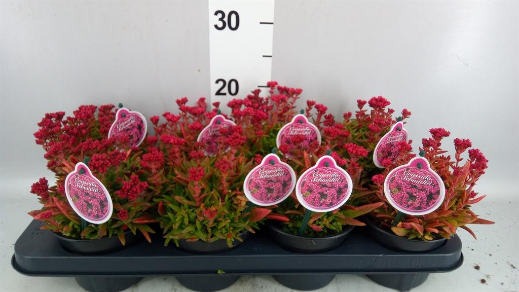 Горшечные цветы и растения оптом Crassula Schmidtii от 8шт из Голландии с доставкой по России