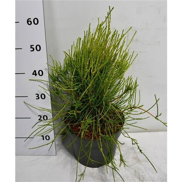 Горшечные цветы и растения оптом Thuya Or Franky Boy от 1шт из Голландии с доставкой по России