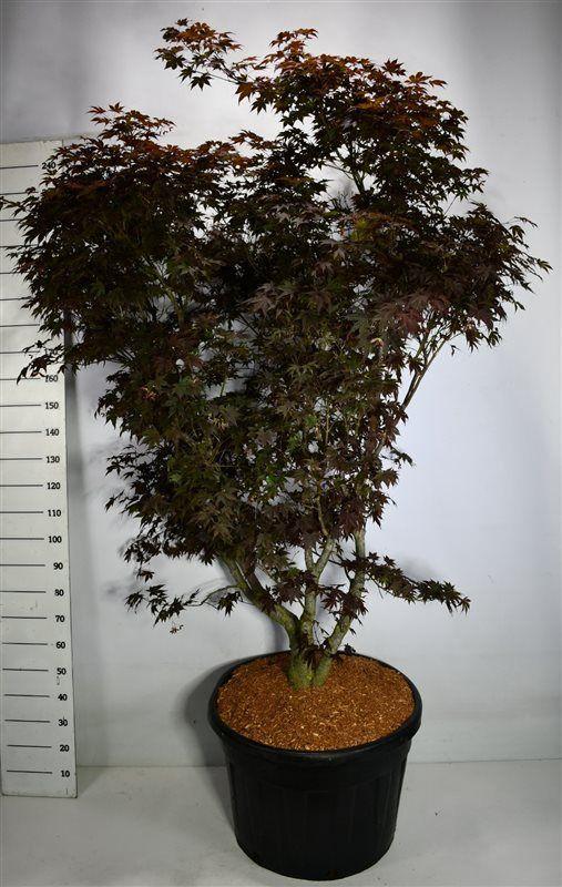 Горшечные цветы и растения оптом Acer Palm Fireglow от 1шт из Голландии с доставкой по России