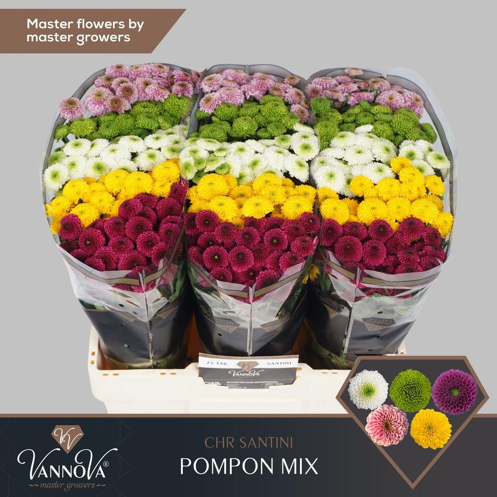 Срезанные цветы оптом Chrys sa mix pompon от 75шт. из Голландии с доставкой по России