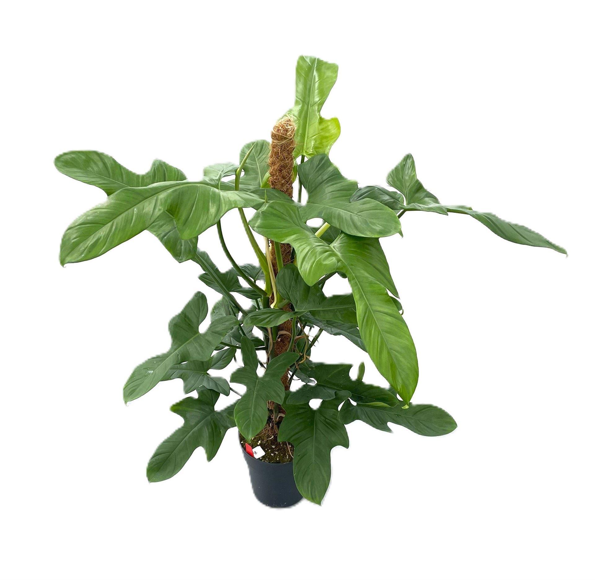 Горшечные цветы и растения оптом Philodendron Bipennifolium от 1шт из Голландии с доставкой по России