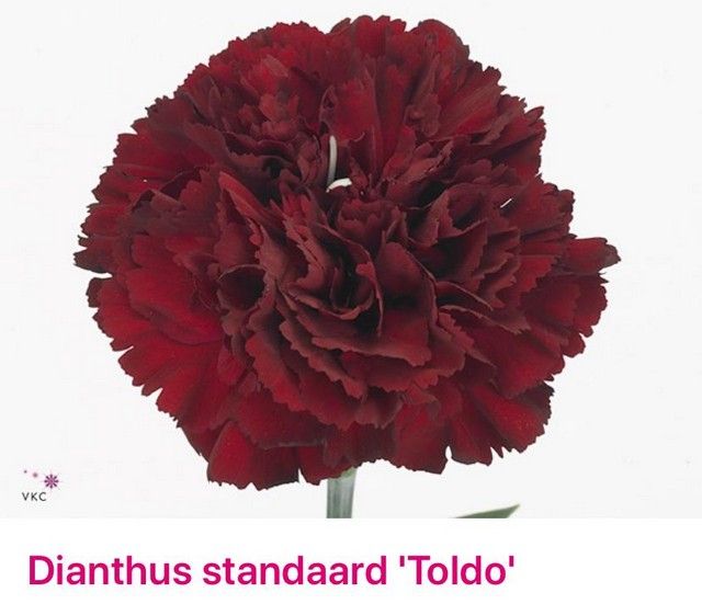 Срезанные цветы оптом Dianthus st toldo от 80шт из Голландии с доставкой по России