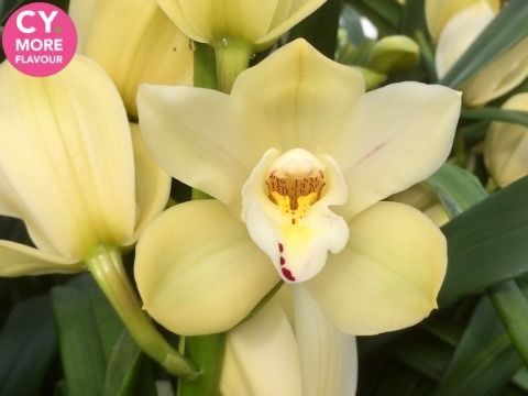 Срезанные цветы оптом Minicymbidium yellow earlysue paddy от 20шт. из Голландии с доставкой по России