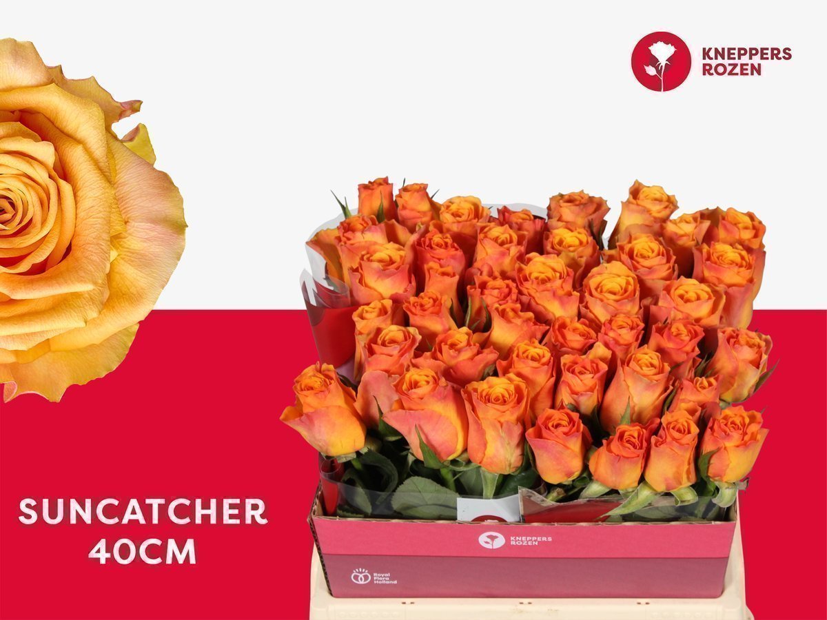 Срезанные цветы оптом Rosa large suncatcher от 40шт из Голландии с доставкой по России