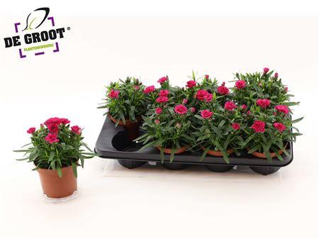 Горшечные цветы и растения оптом Dian Osc Purple Wing от 8шт из Голландии с доставкой по России