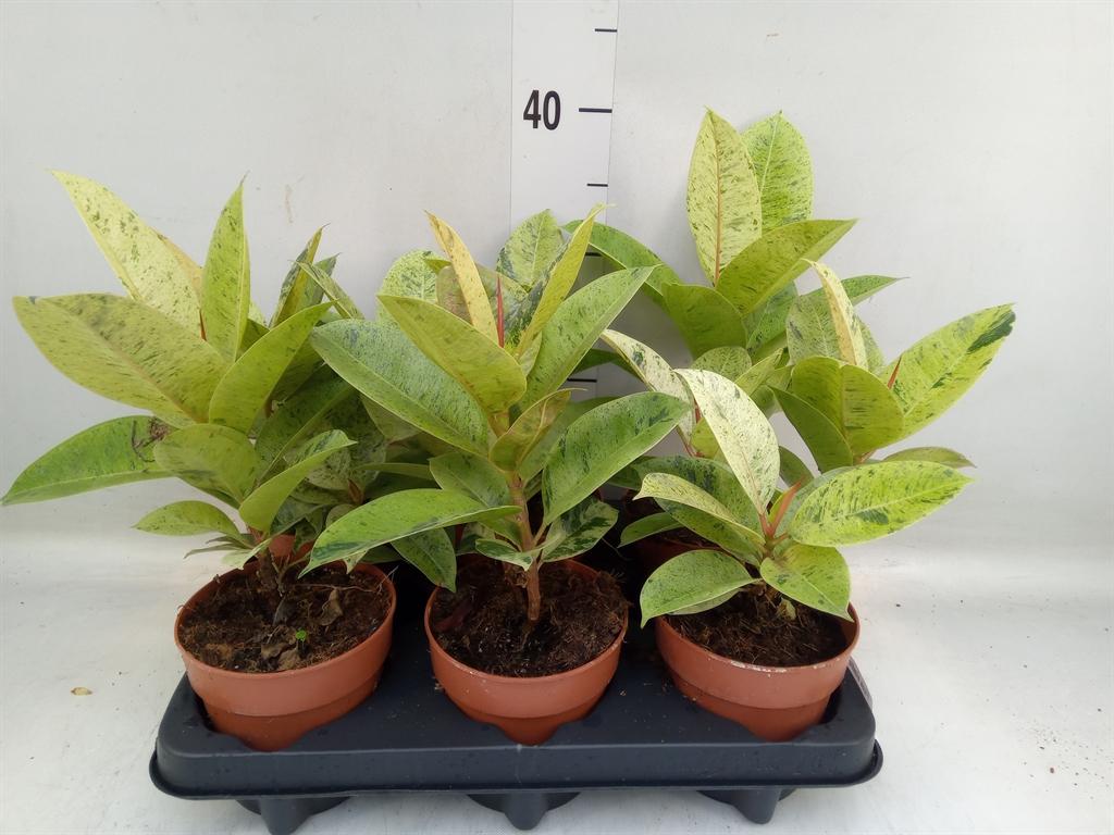 Горшечные цветы и растения оптом Ficus Elastica   ... от 6шт из Голландии с доставкой по России