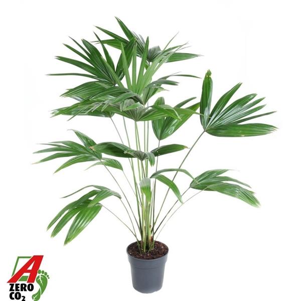 Горшечные цветы и растения оптом Livistona Chinensis от 1шт из Голландии с доставкой по России