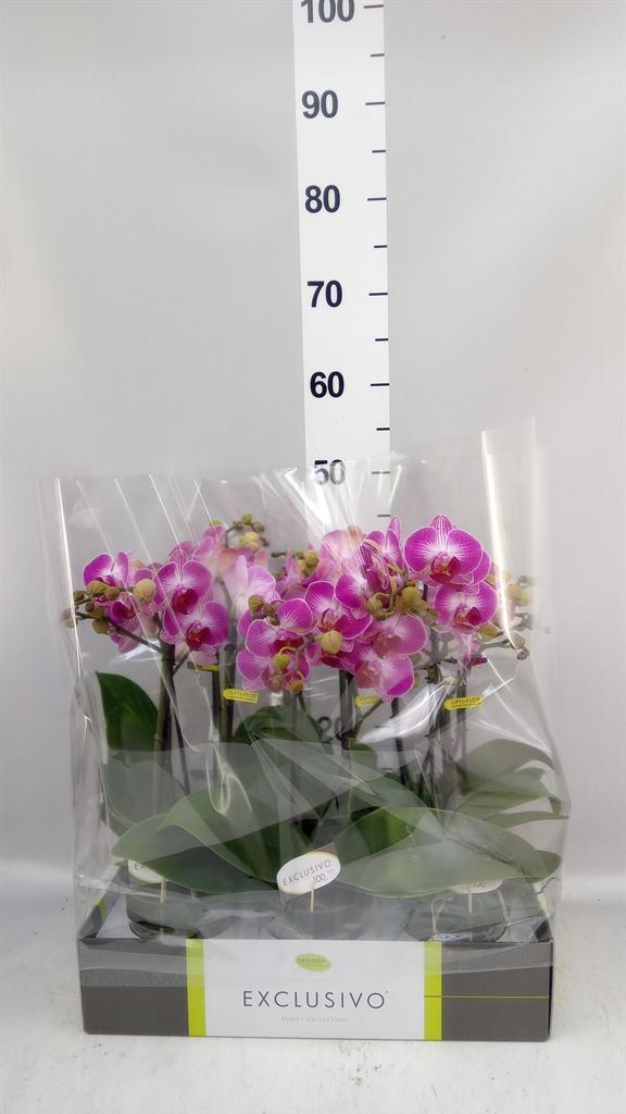 Горшечные цветы и растения оптом Phalaenopsis Multi. ...rose от 6шт из Голландии с доставкой по России