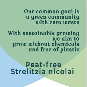 Горшечные цветы и растения оптом Strelitzia Nicolai (air So Pure) от 6шт из Голландии с доставкой по России