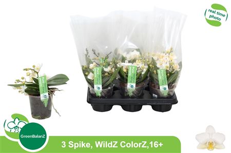 Горшечные цветы и растения оптом Phal Ov Wit 3 Branches 16+ от 6шт из Голландии с доставкой по России
