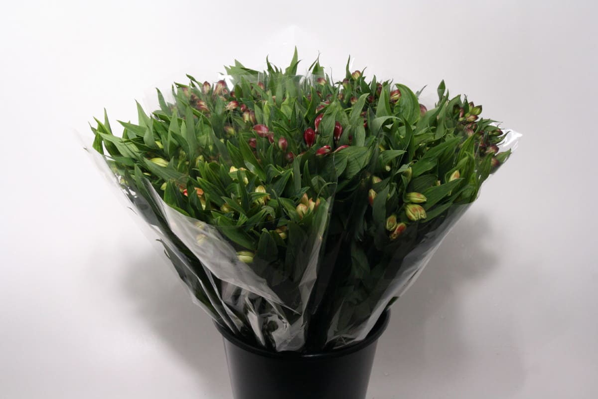 Срезанные цветы оптом Bq mono alstro mix x10 от 10шт из Голландии с доставкой по России