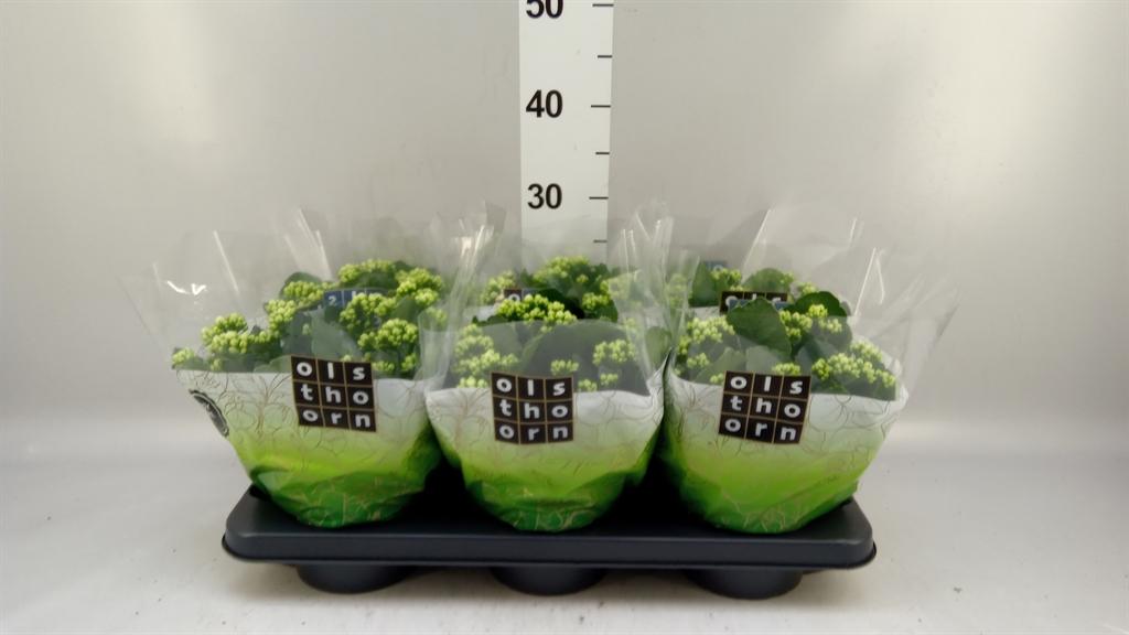 Горшечные цветы и растения оптом Kalanchoe Blos. calandiva Whites от 6шт из Голландии с доставкой по России