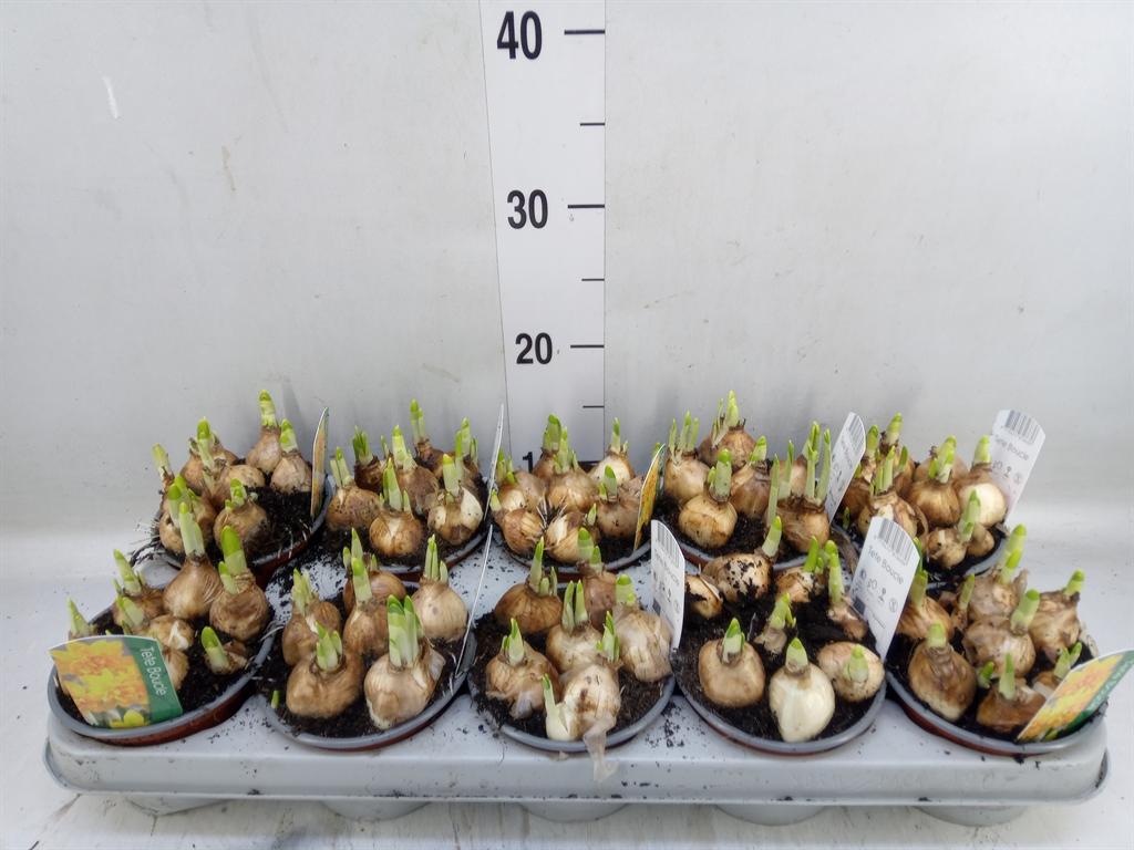 Горшечные цветы и растения оптом Narcissus   ... от 10шт' из Голландии с доставкой по России