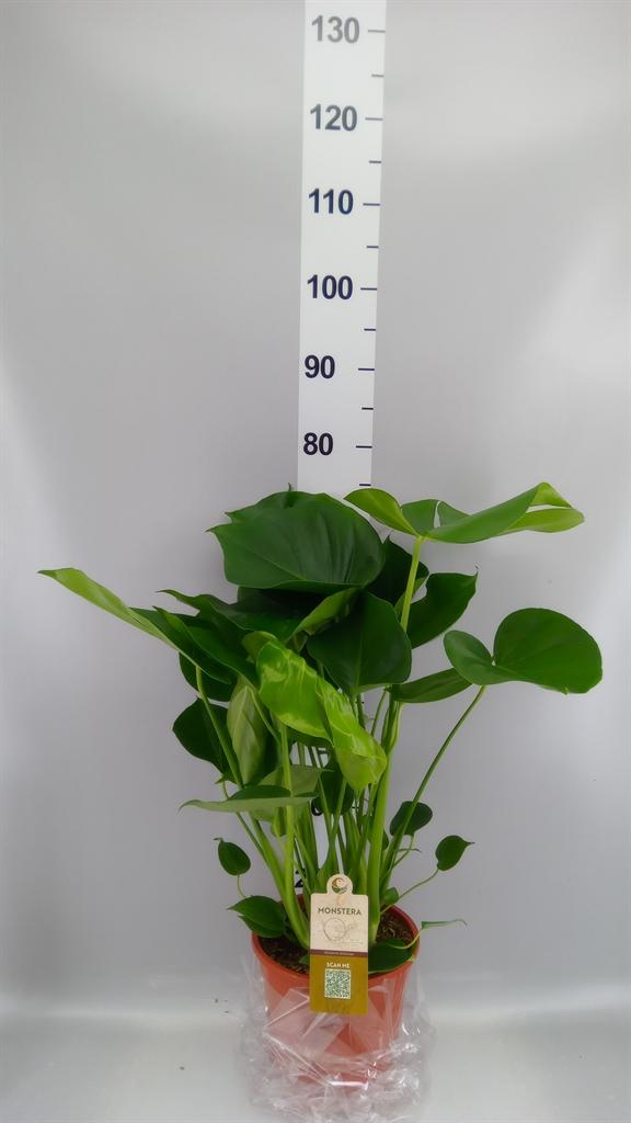 Горшечные цветы и растения оптом Monstera Deliciosa Mosspole от 1шт из Голландии с доставкой по России