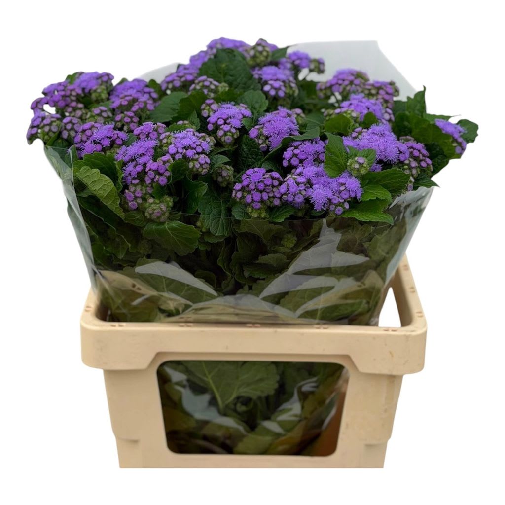 Срезанные цветы оптом Ageratum blue planet от 50шт из Голландии с доставкой по России