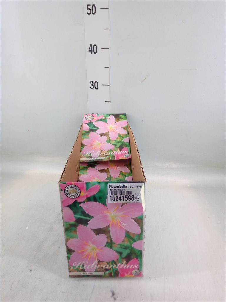 Горшечные цветы и растения оптом Flowerbulbs, Corns Or Tubers   ... от 10шт из Голландии с доставкой по России