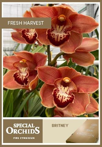Срезанные цветы оптом Cymbidium bronze mrs britney от 6шт из Голландии с доставкой по России