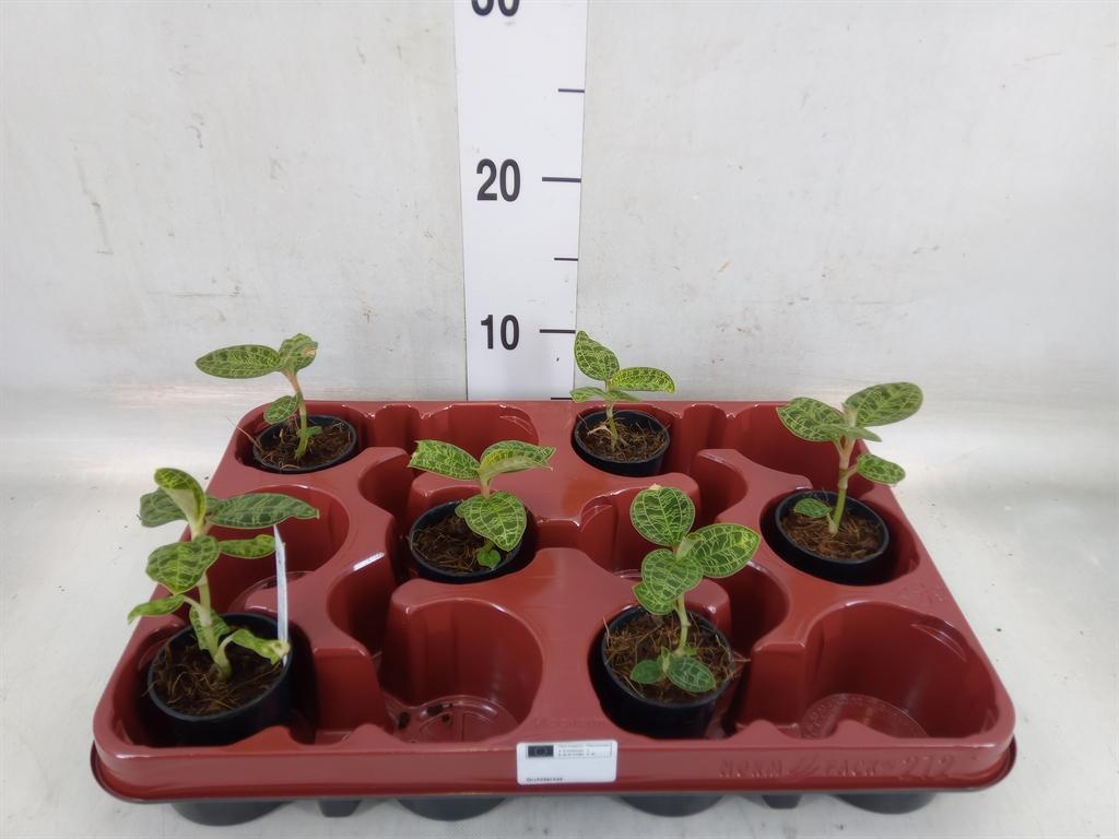 Горшечные цветы и растения оптом Orchideeen   ... от 6шт (для телеги) из Голландии с доставкой по России