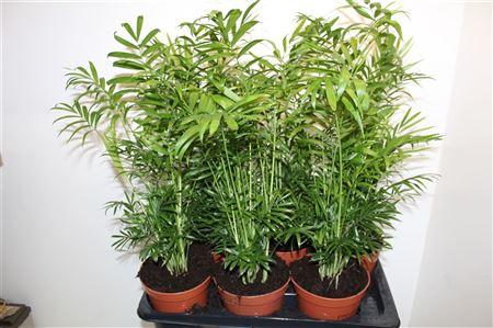 Горшечные цветы и растения оптом Chamaed Elegans 20pp Spring Deal 8 от 6шт из Голландии с доставкой по России
