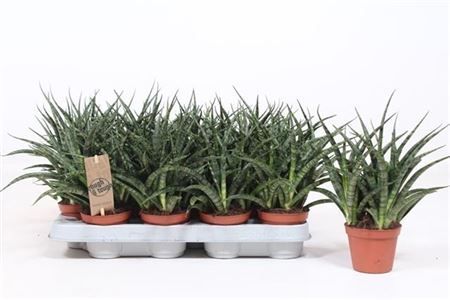 Горшечные цветы и растения оптом Sansevieria Fernwood Punk от 16шт из Голландии с доставкой по России