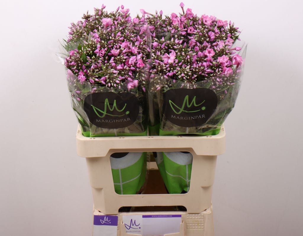 Срезанные цветы оптом Phlox pink eyes от 100шт из Голландии с доставкой по России