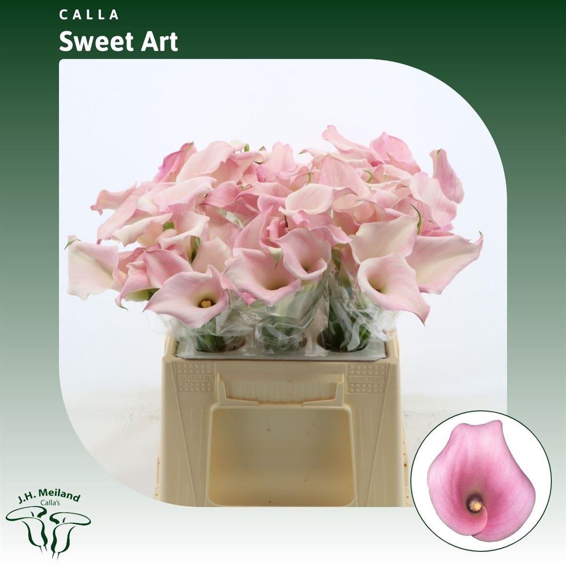 Срезанные цветы оптом Zantedeschia sweet art от 60шт.. из Голландии с доставкой по России