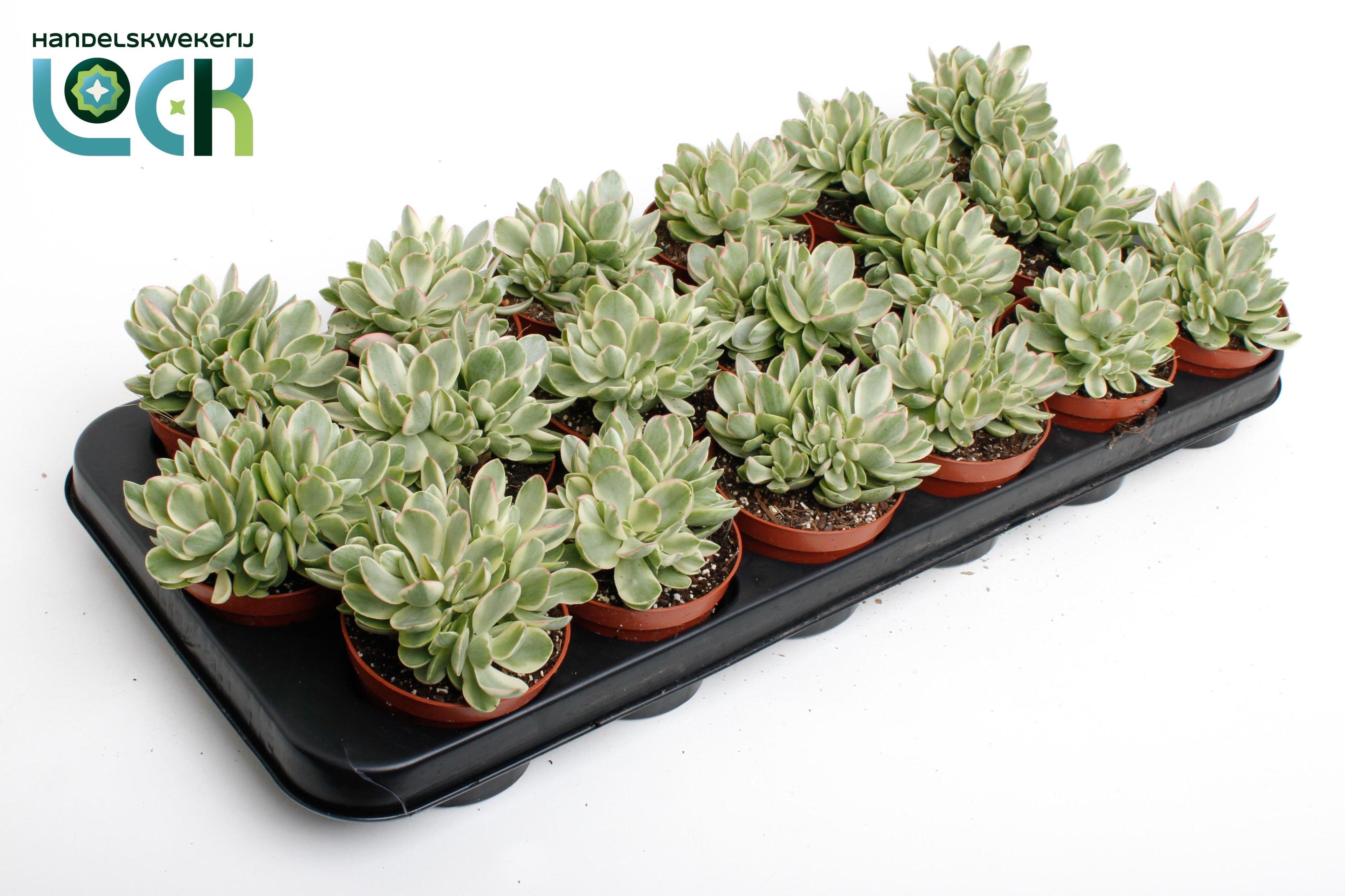 Горшечные цветы и растения оптом Crassula Moneymaker Varigata от 12шт (для телеги) из Голландии с доставкой по России