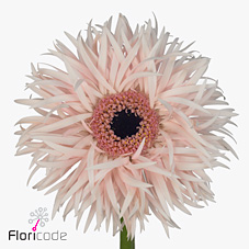 Срезанные цветы оптом Gerbera cream springs от 50шт. из Голландии с доставкой по России