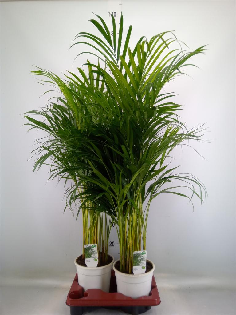 Горшечные цветы и растения оптом Dypsis Lutescens   ...chrysalidoca от 2шт из Голландии с доставкой по России