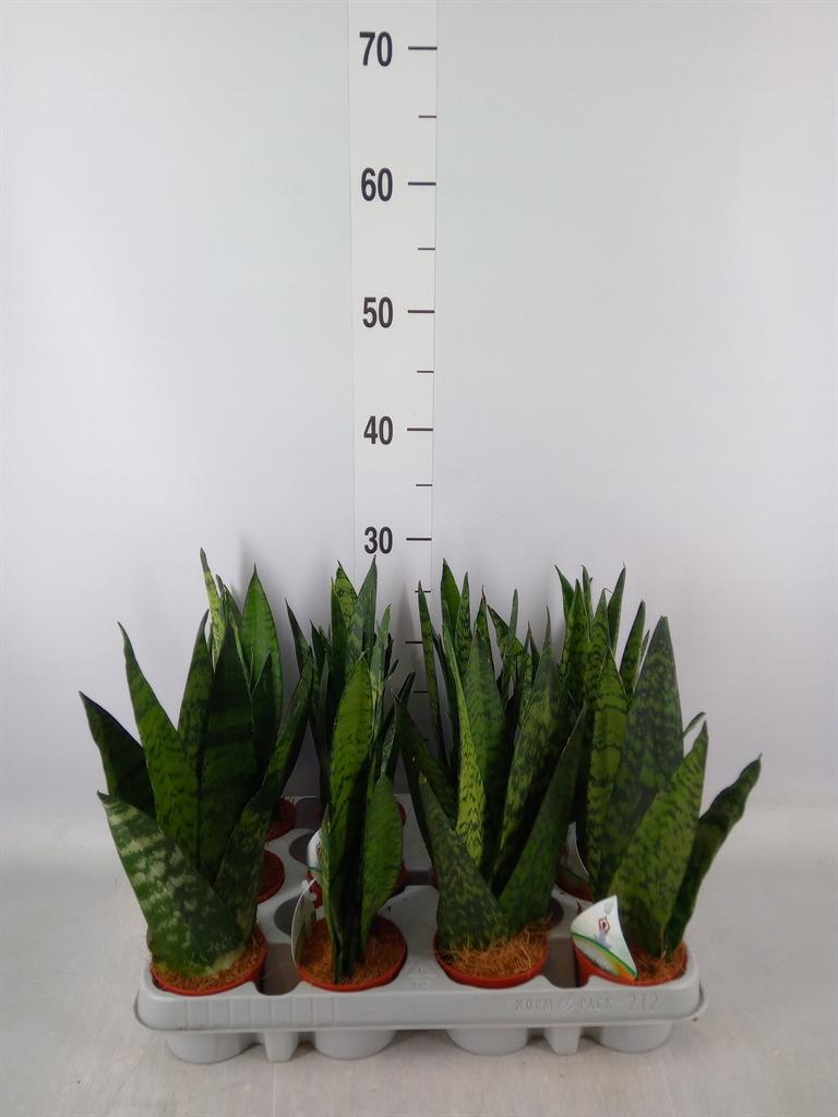 Горшечные цветы и растения оптом Sansevieria Zeylanica от 12шт (для телеги) из Голландии с доставкой по России