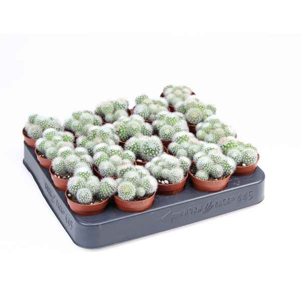 Горшечные цветы и растения оптом Mammillaria Spinosissima Albata от 20шт из Голландии с доставкой по России